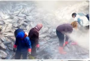 Pemanfaatan Cold Storage untuk Mempertahankan Mutu Ikan Hasil Tangkapan Nelayan